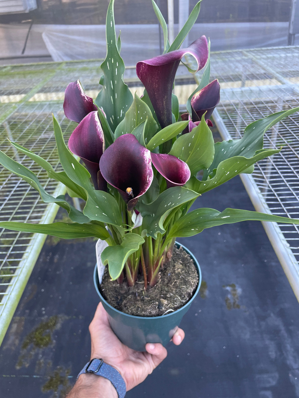Calla Lily - Zantedeschia - Mountain Crest Gardens