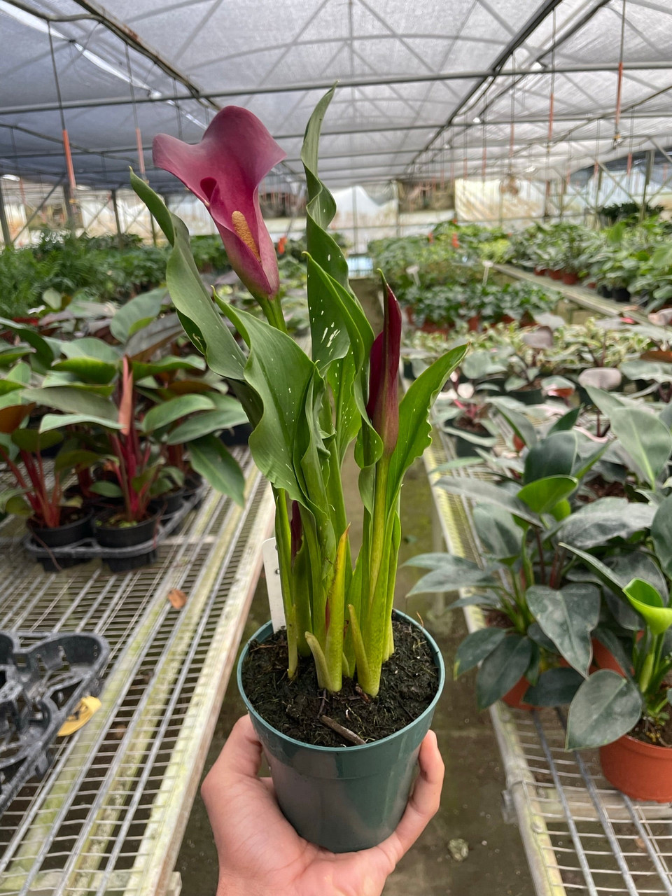 Calla Lily - Zantedeschia - Mountain Crest Gardens