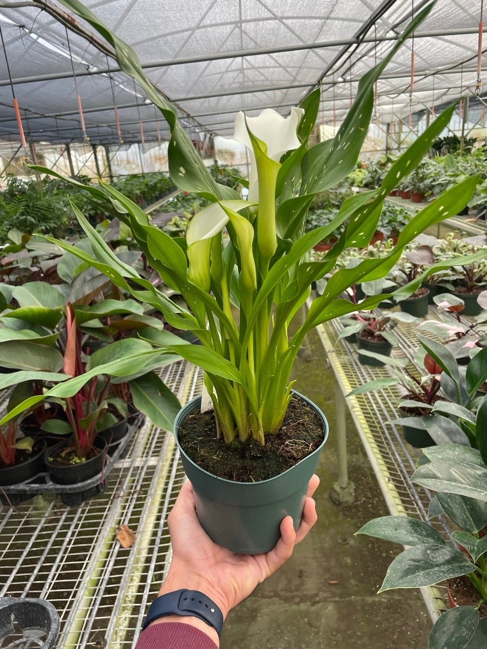 Calla Lily - Zantedeschia - Mountain Crest Gardens