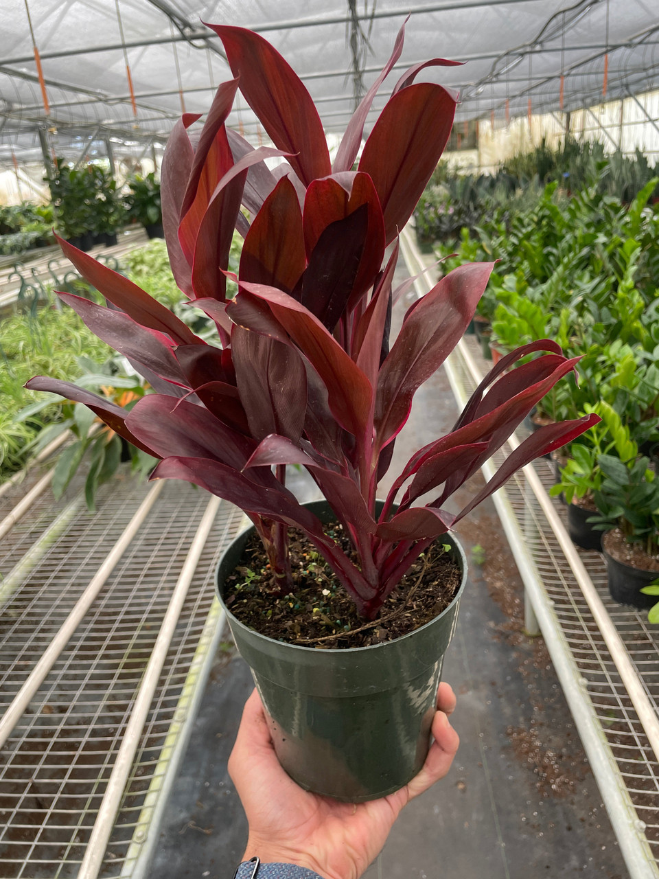 Mountain Crest Gardens Cordyline Calypso Queen - Thumbnail 4
