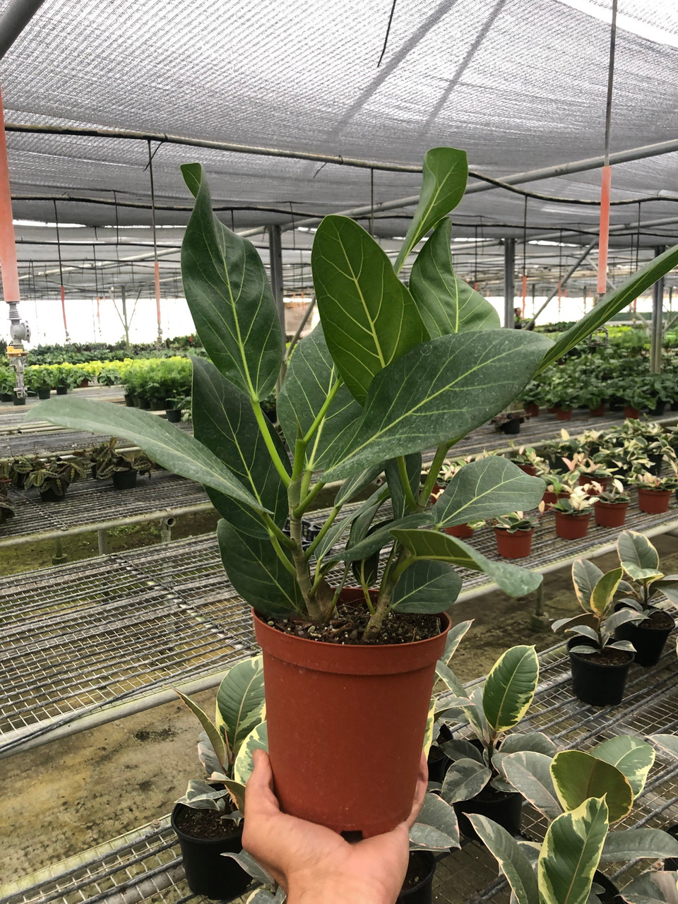 fiddle leaf fig fake Fake Fiddle Leaf Fig Artificial Plants for Window Retail Set Display –  Jamali Garden