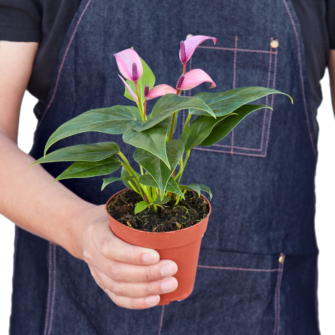fiddle leaf fig tree tall Fiddle Leaf Fig Tree main image 0