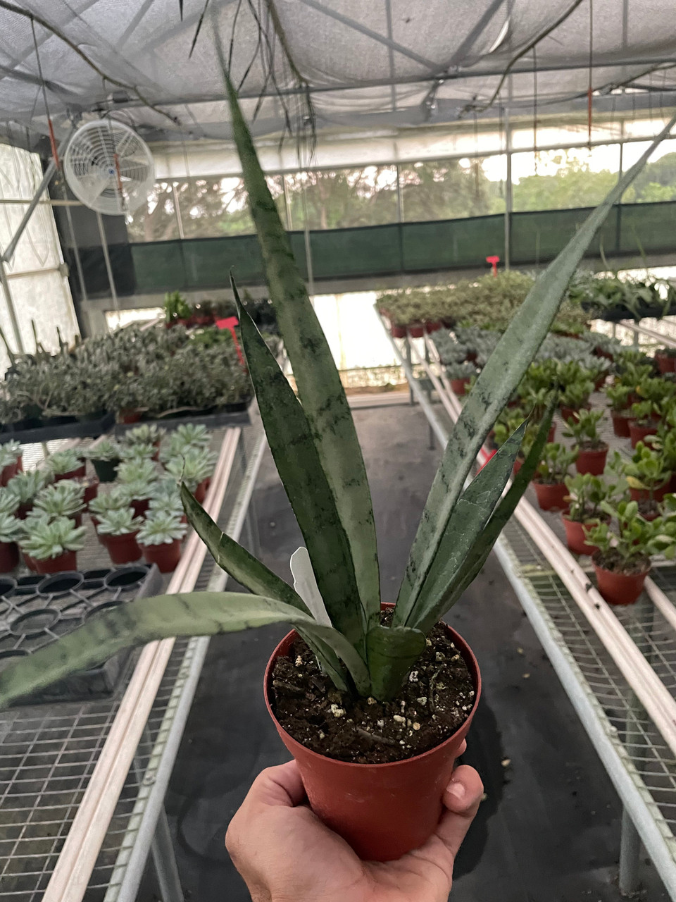 Snake 'Silver Princess' - Mountain Crest Gardens