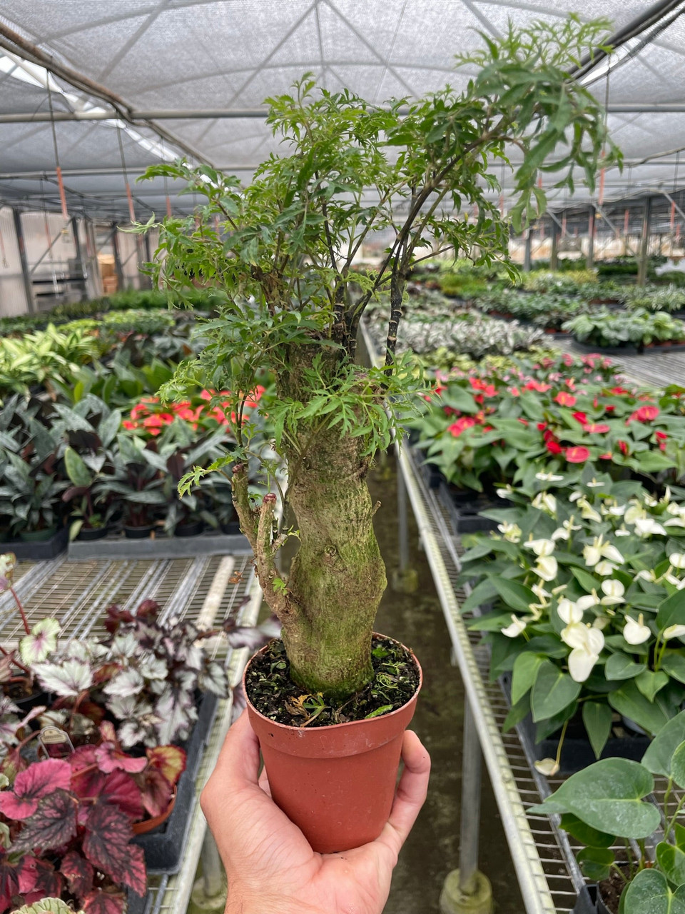 Aralia Ming Stump Plant - Mountain Crest Gardens