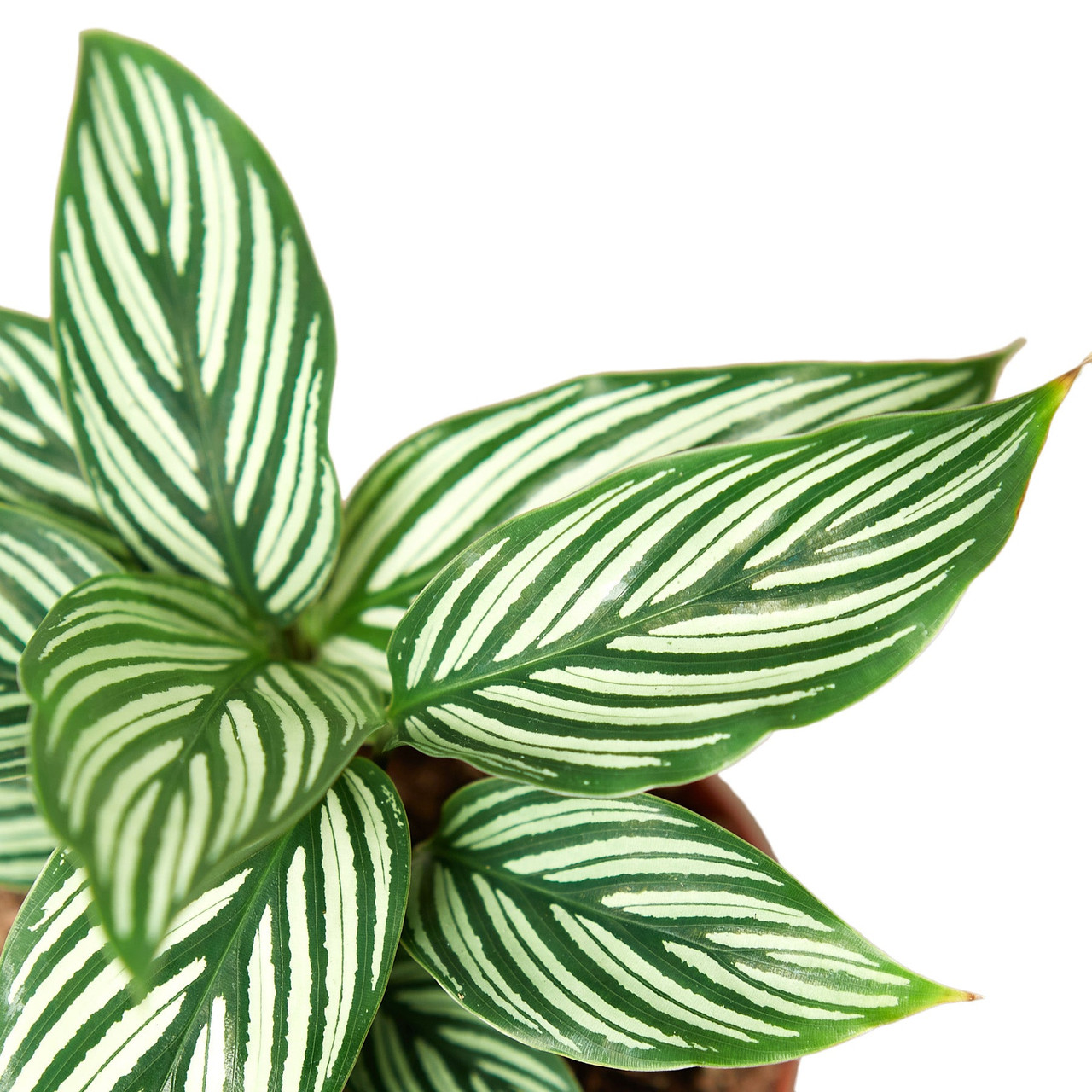 Calathea 'Vittata' - Mountain Crest Gardens