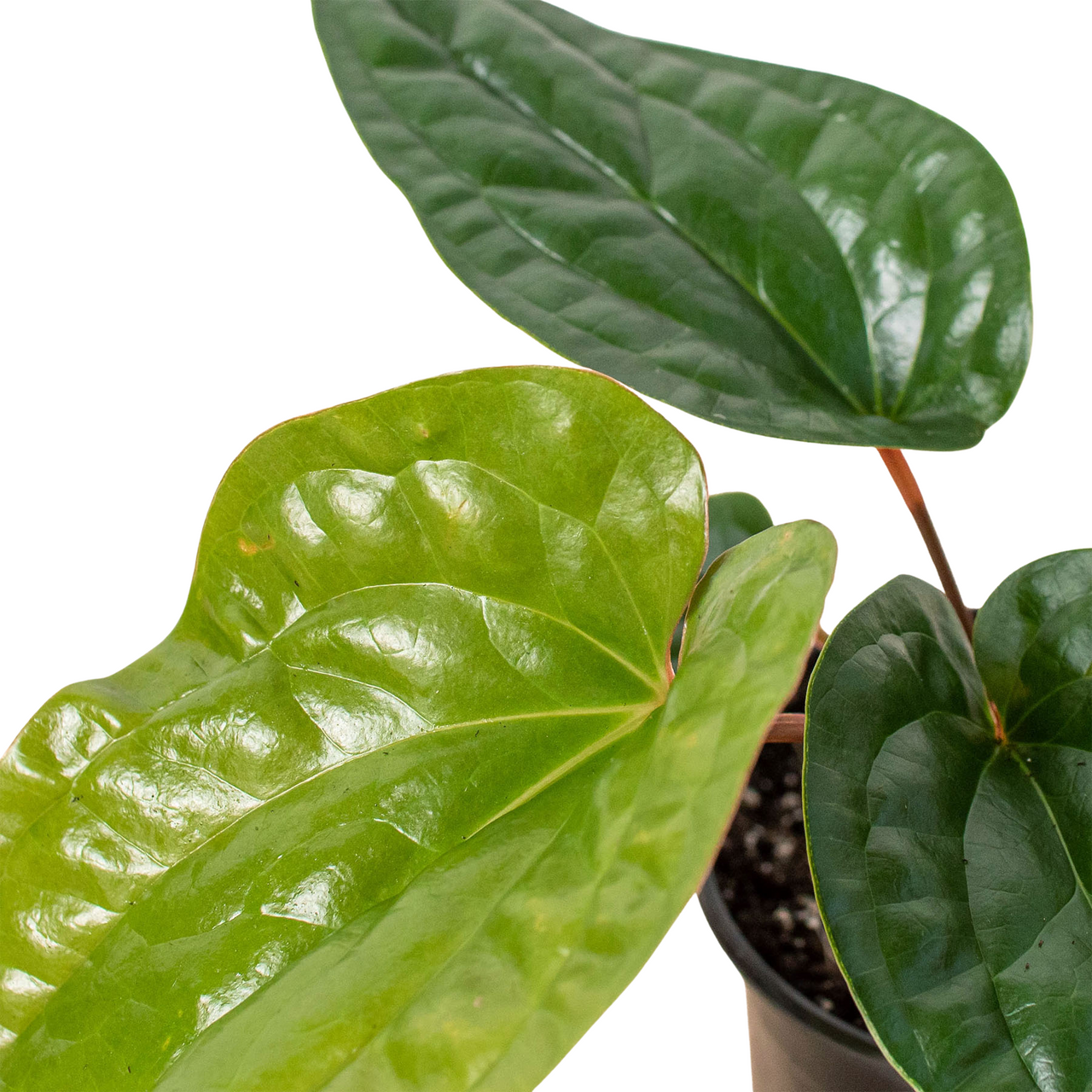 Anthurium 'Radicans x Luxurians' - Mountain Crest Gardens