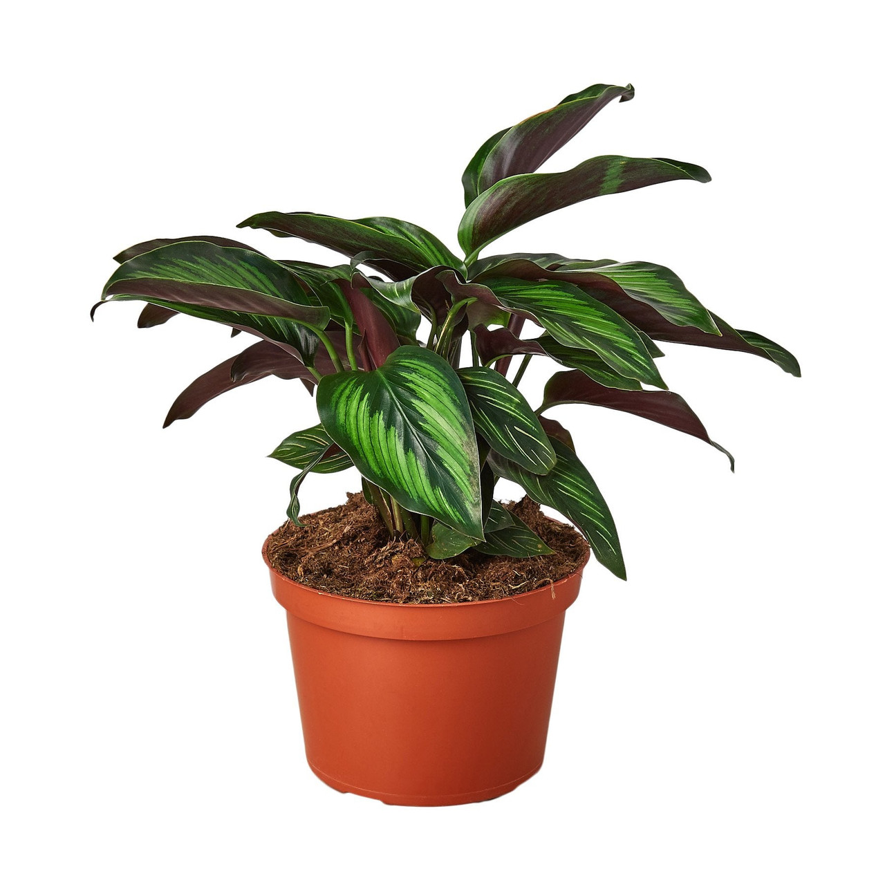 dracena warneckii Dracaena Fragrans Warneckei main image 0