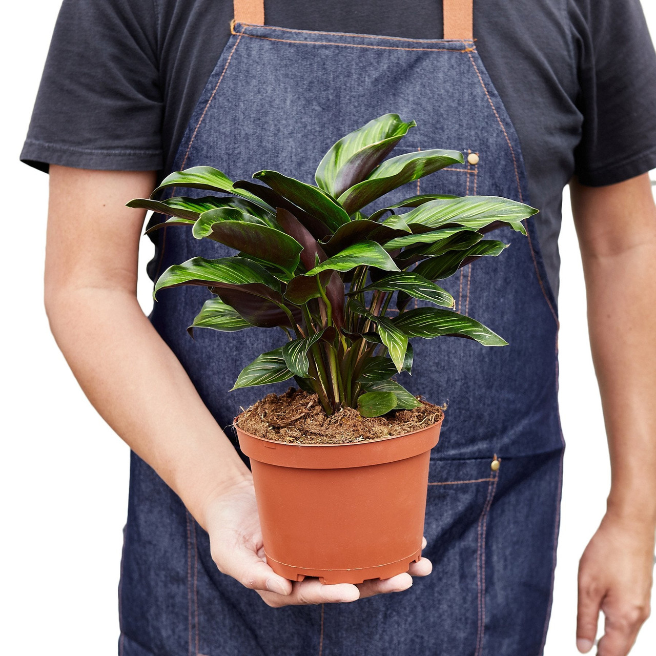 Calathea 'Beauty Star' - Mountain Crest Gardens