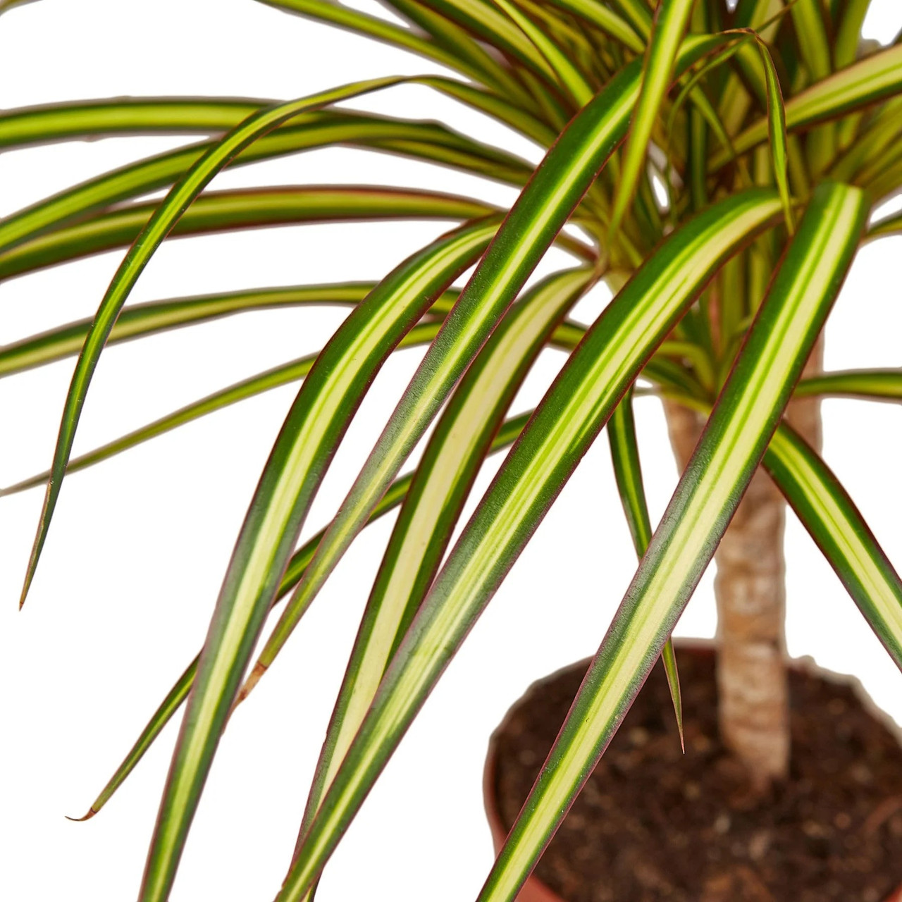 elefantenfuß zum blühen bringen Elefantenfuß (Beaucarnea recurvata) kaufen main image 0