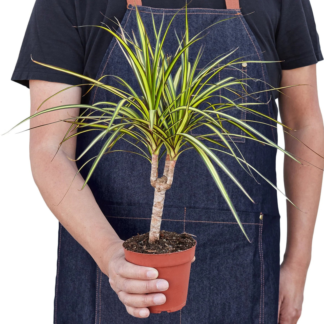 Dracaena Marginata 'Sunshine' - Mountain Crest Gardens