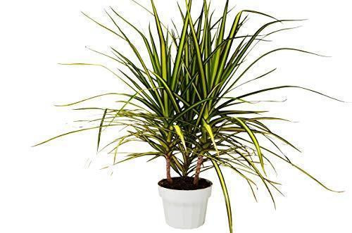 Mountain Crest Gardens Dracaena Marginata - Thumbnail 3