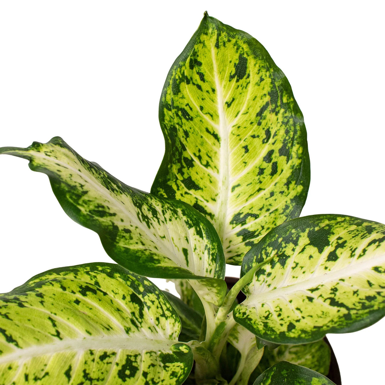 Dieffenbachia 'Amy' - Mountain Crest Gardens