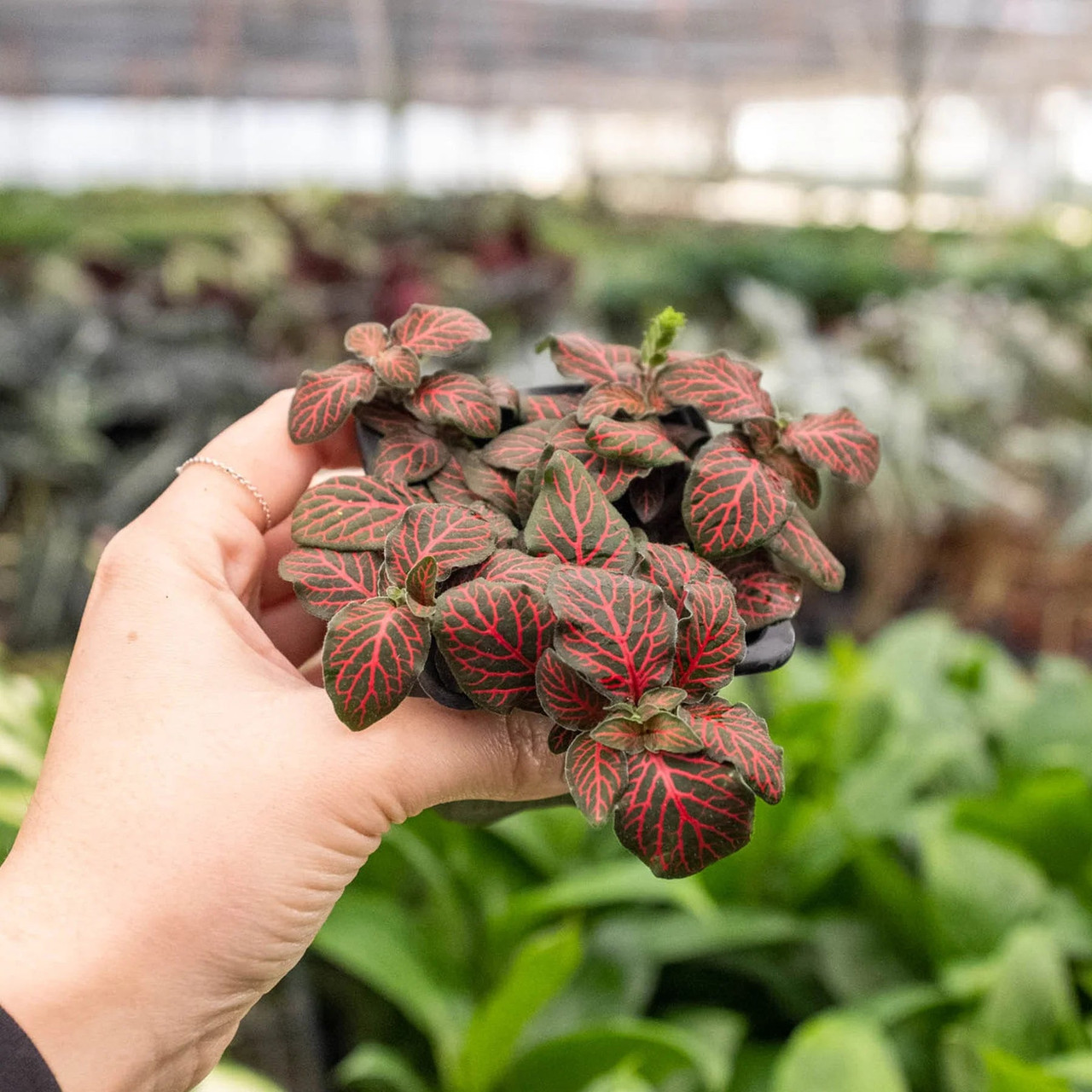 Fittonia 'Red' - Mountain Crest Gardens