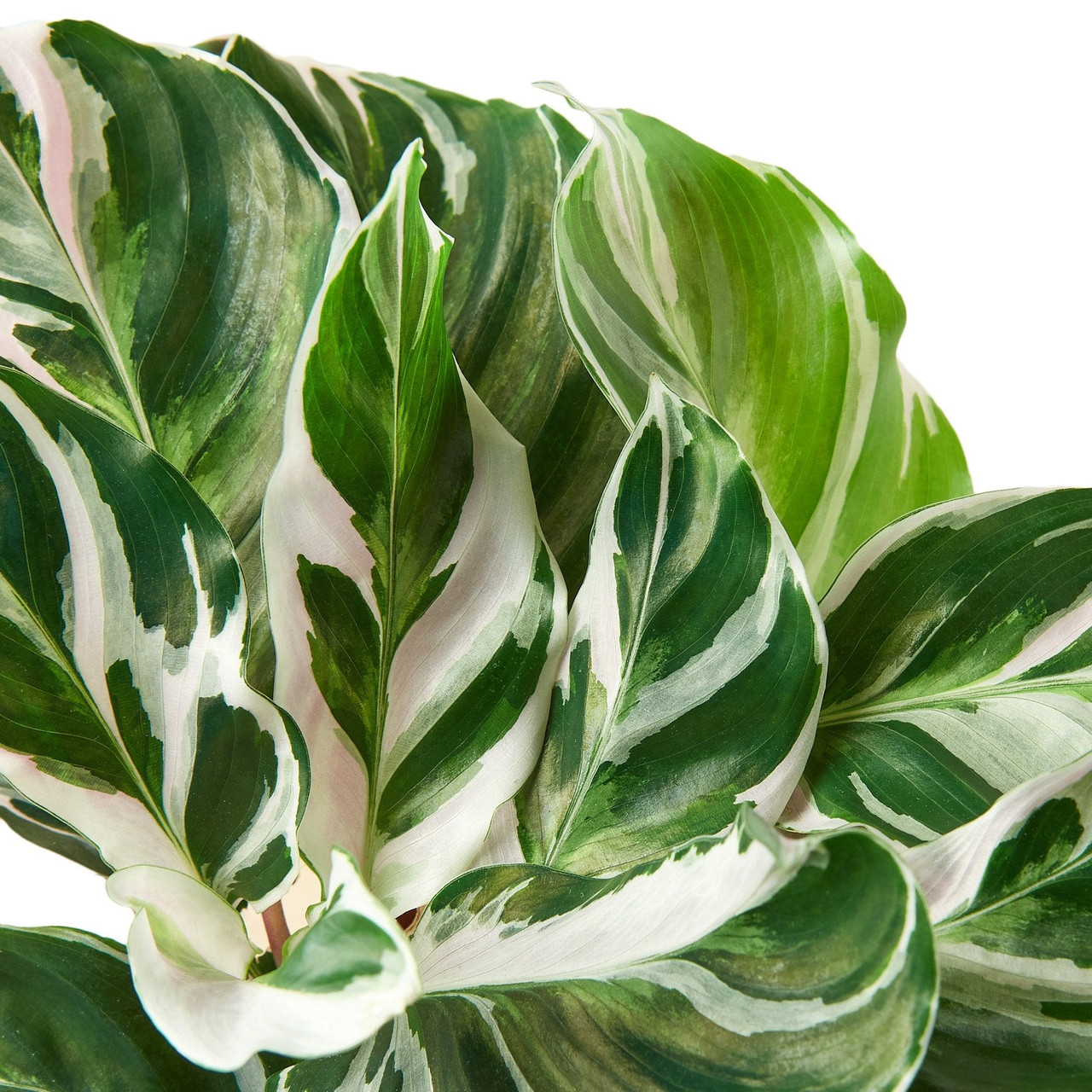 dracaena tricolor plant Dracaena Marginata Tricolor – Desert Rose Cactus Lounge main image 0