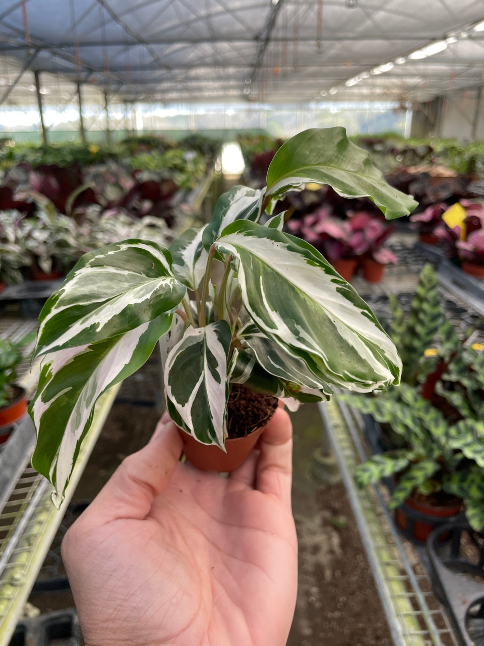 elefantenfuß weiße blätter Elefantenfuß kaufen | Beaucarnea 'Recurvata' main image 1