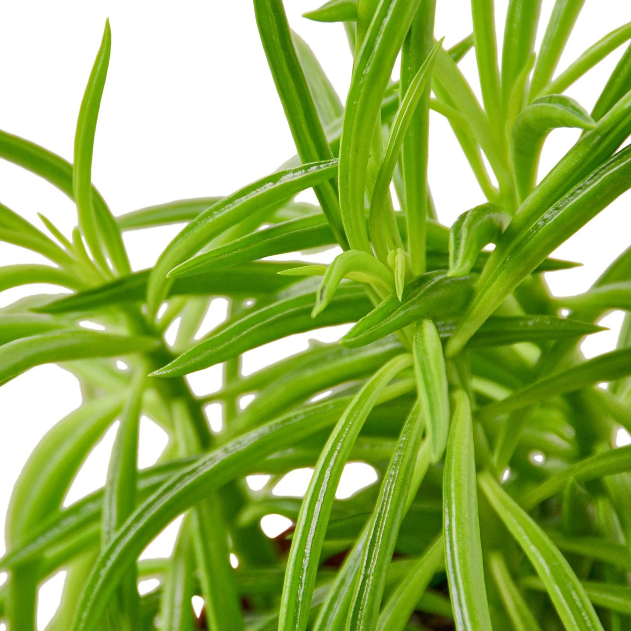 dracaena deremensis compacta Dracaena deremensis 'Compacta' – Adplants main image 1
