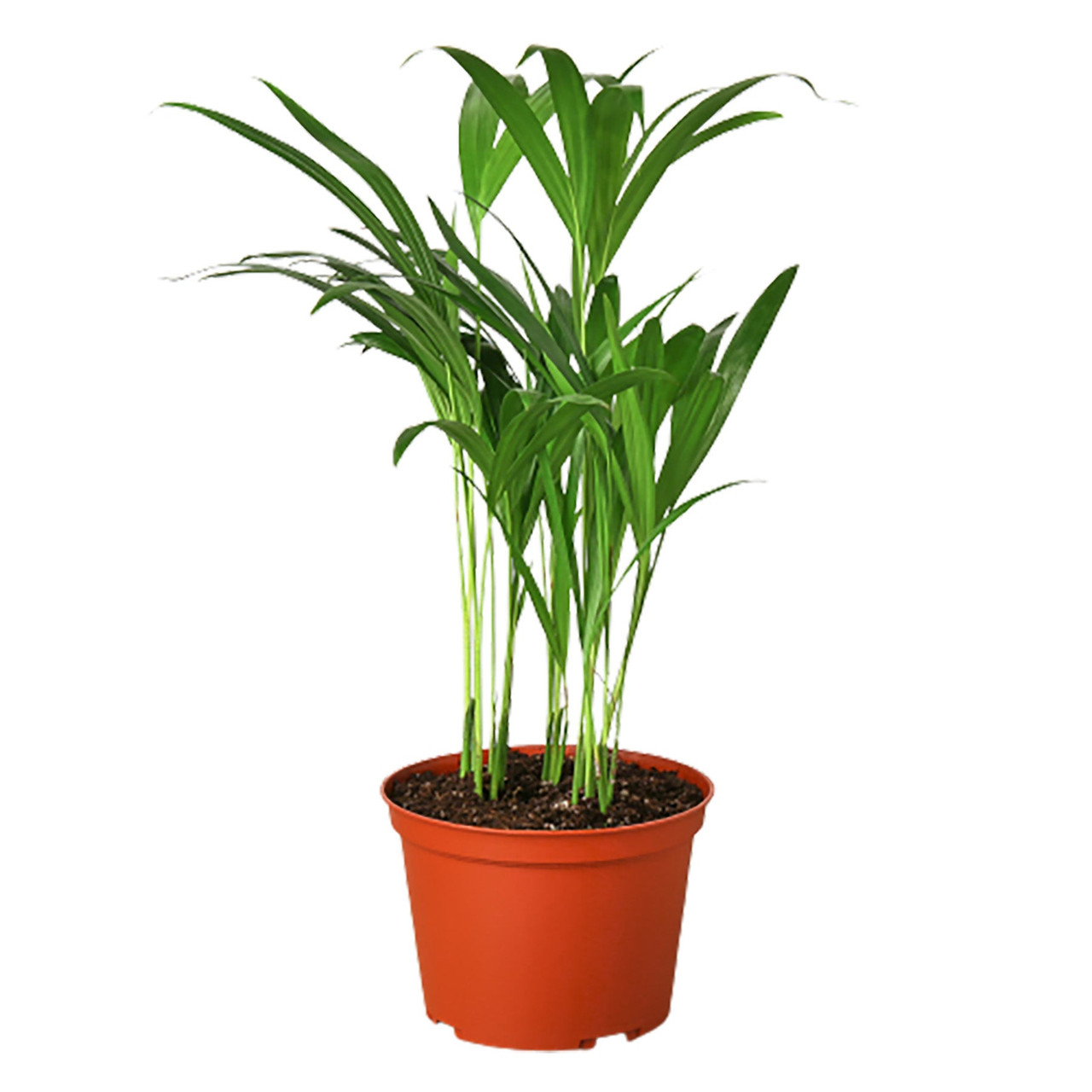 dracaena white jewel plant Dracaena Fragrans Jade Jewel-6'' From California Tropicals main image 0
