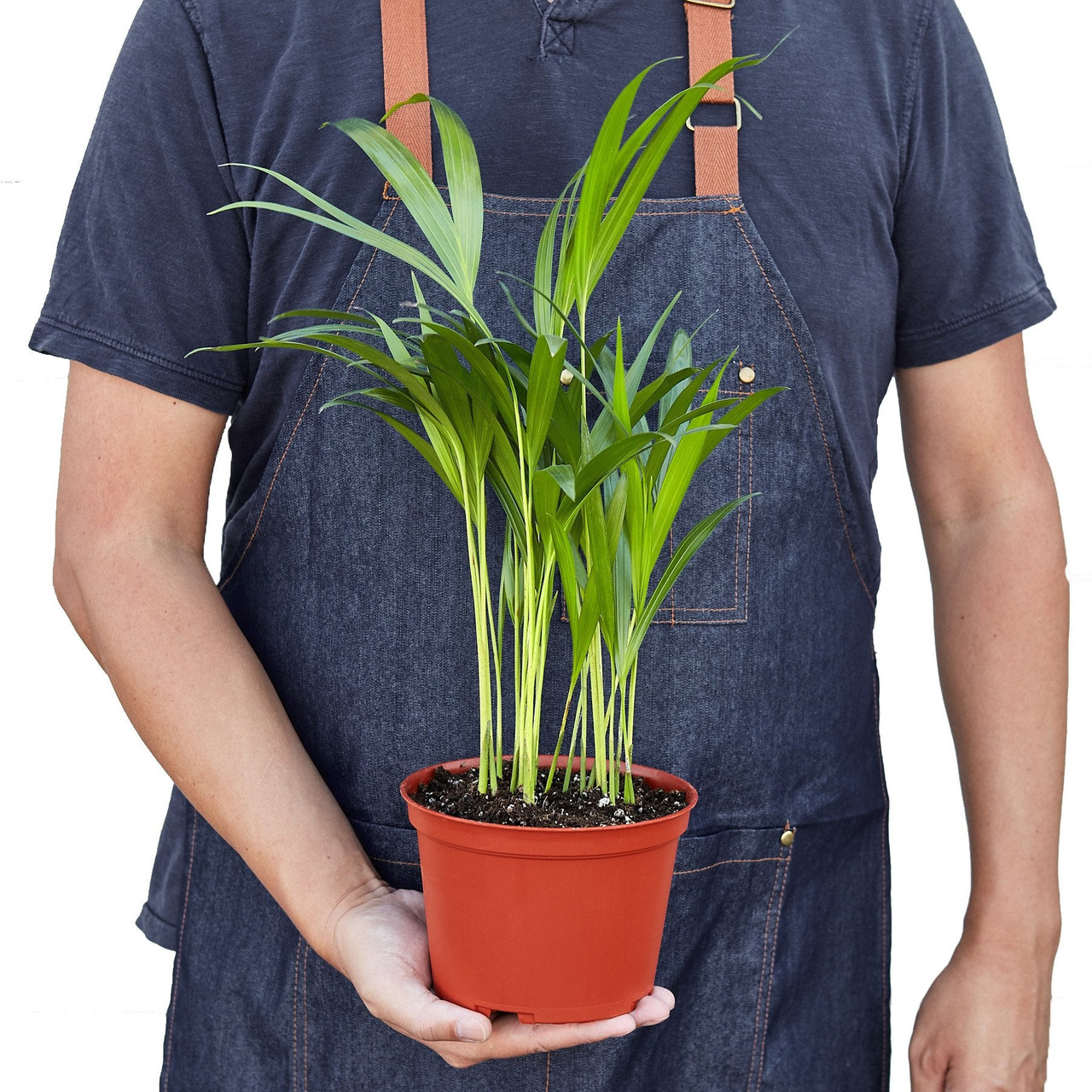 Areca Palm - Mountain Crest Gardens
