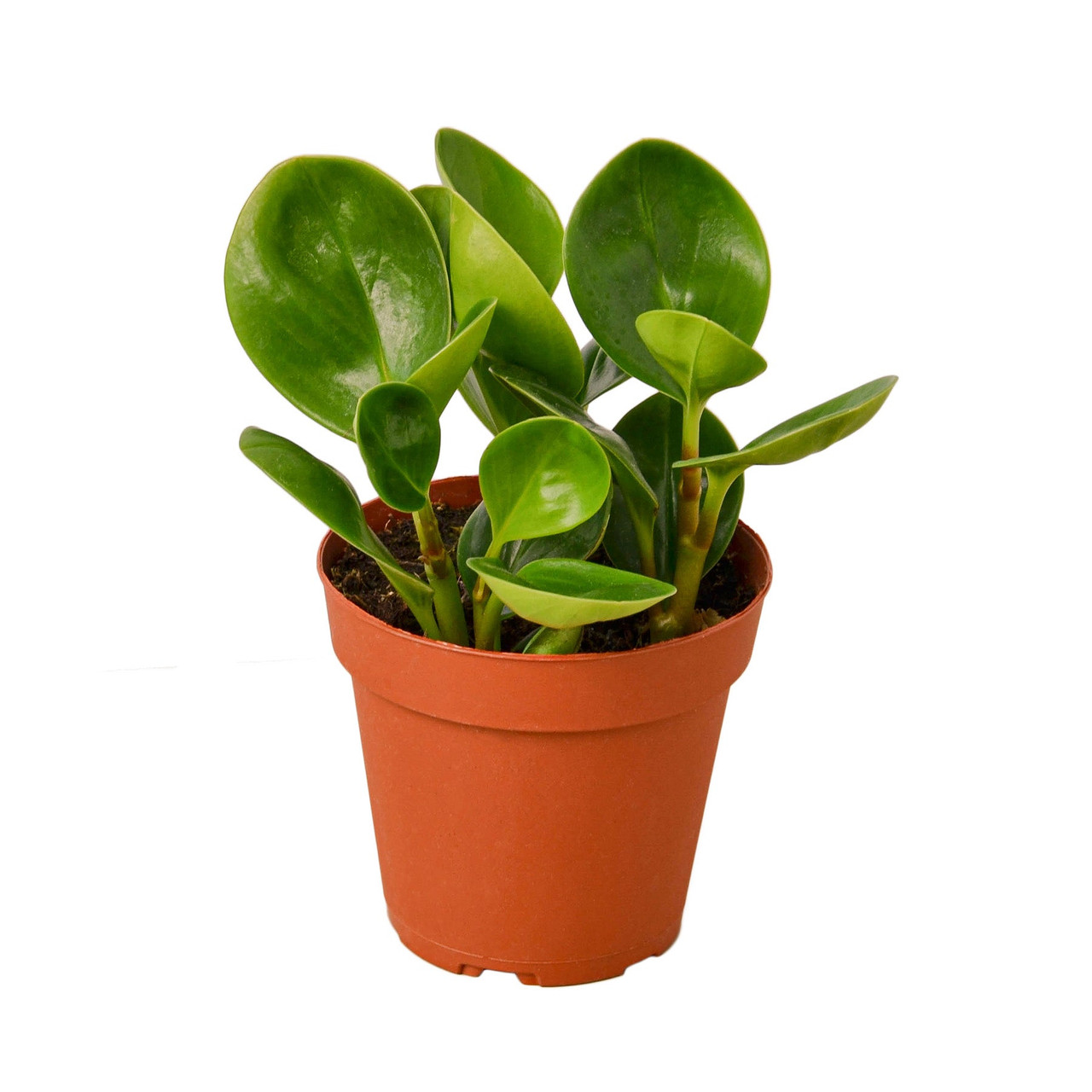 Mountain Crest Gardens Peperomia Thailand