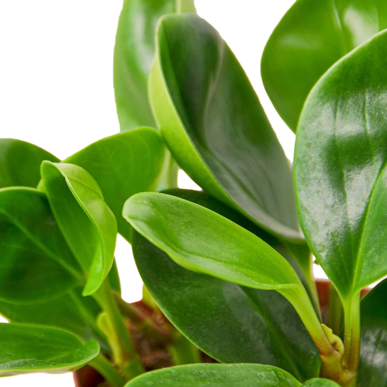 Mountain Crest Gardens Peperomia Thailand - Thumbnail 5