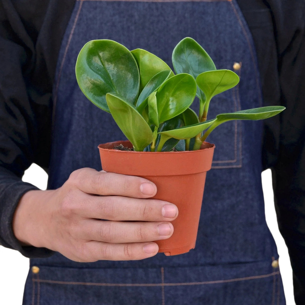 Mountain Crest Gardens Peperomia Thailand - Thumbnail 3