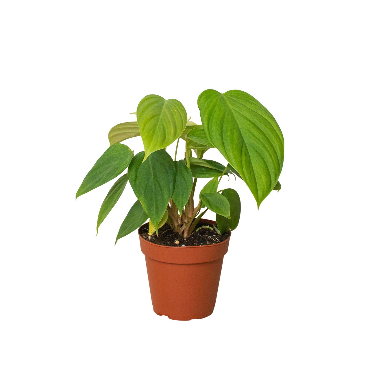Philodendron 'Fuzzy Petiole' - Mountain Crest Gardens