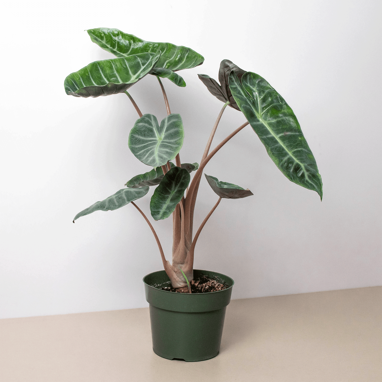 半額ストア - Dragon Pink Alocasia Mountain Gardens Crest その他観葉植物
