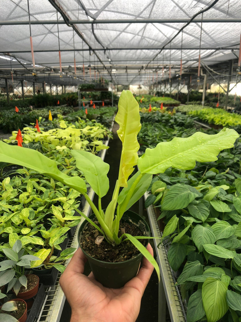 Philodendron 'Ring of Fire Gold' - Mountain Crest Gardens