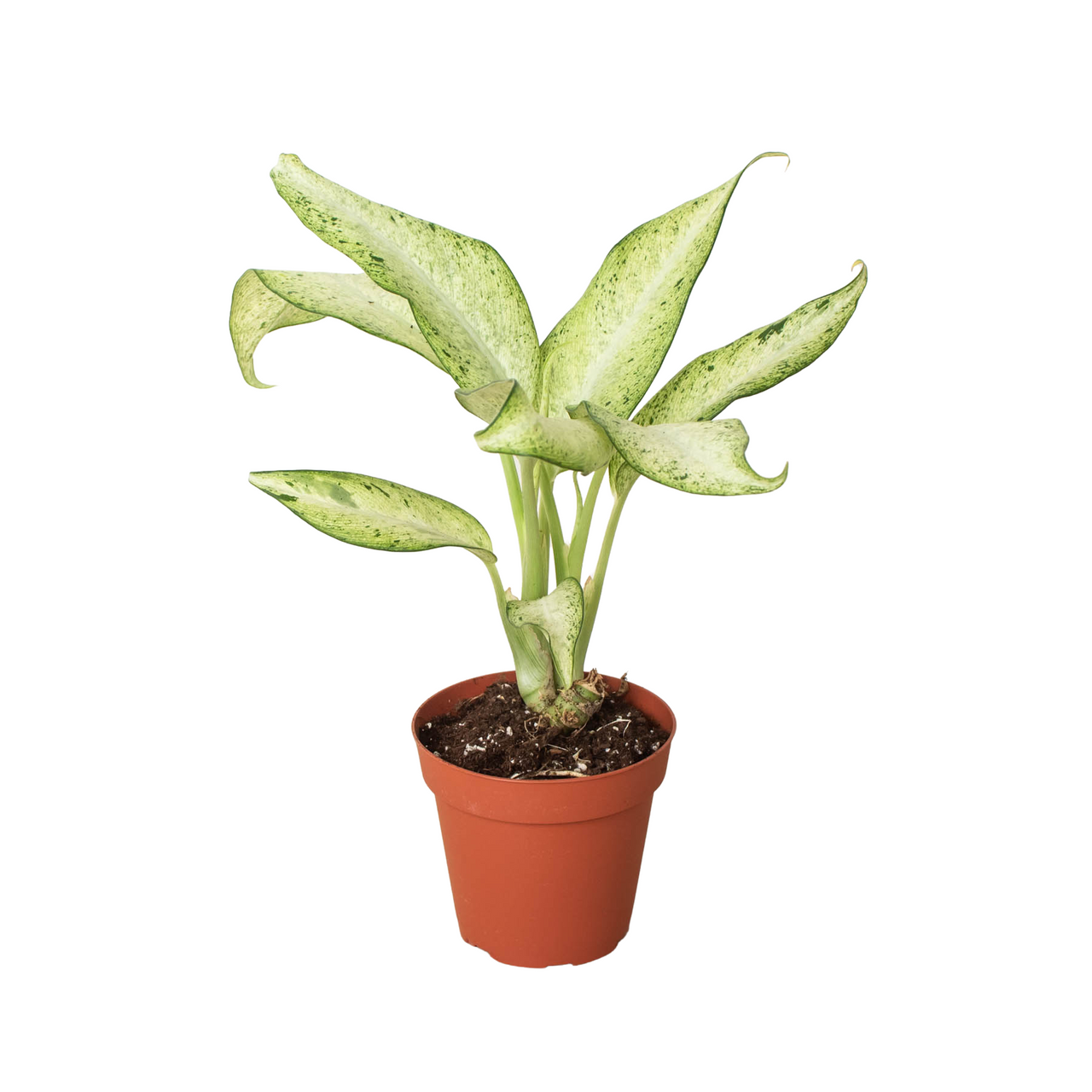 Dieffenbachia 'Camouflage' - Mountain Crest Gardens