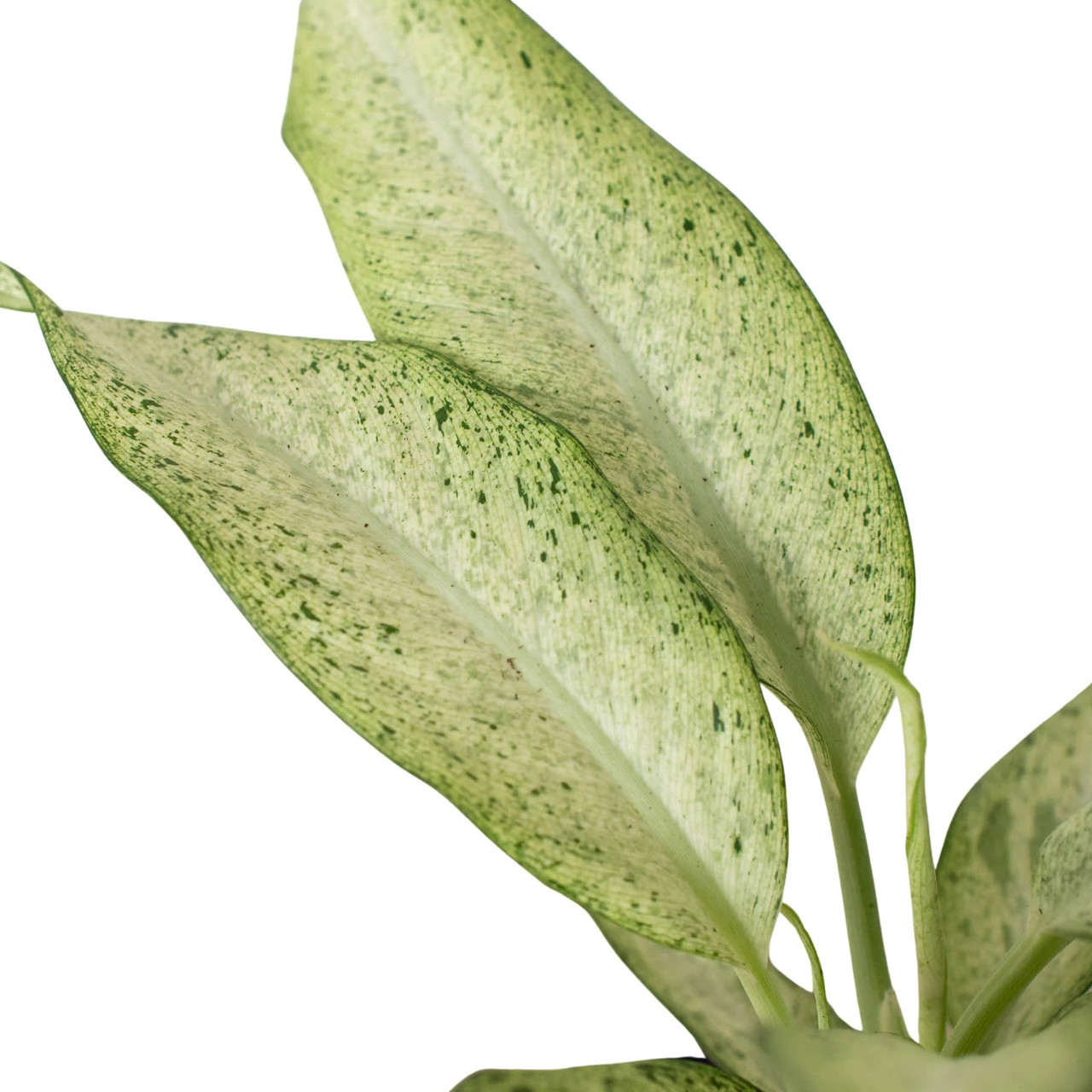 monstera plants near me Monstera Deliciosa (Swiss Cheese Plant)