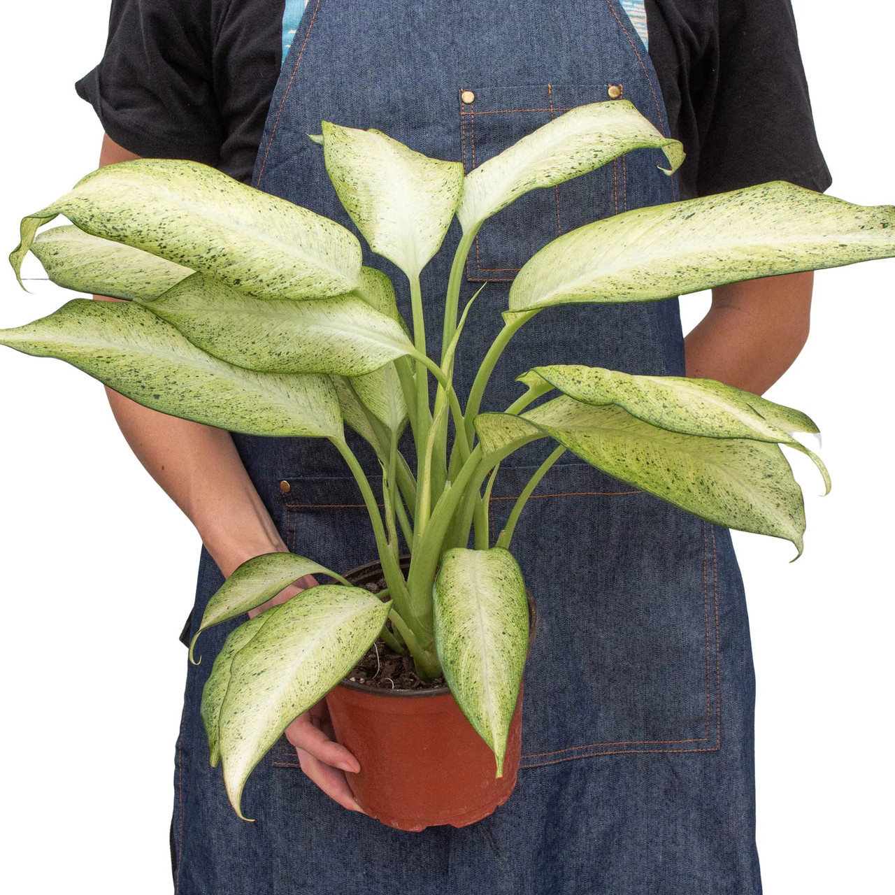 Dieffenbachia 'Camouflage' - Mountain Crest Gardens