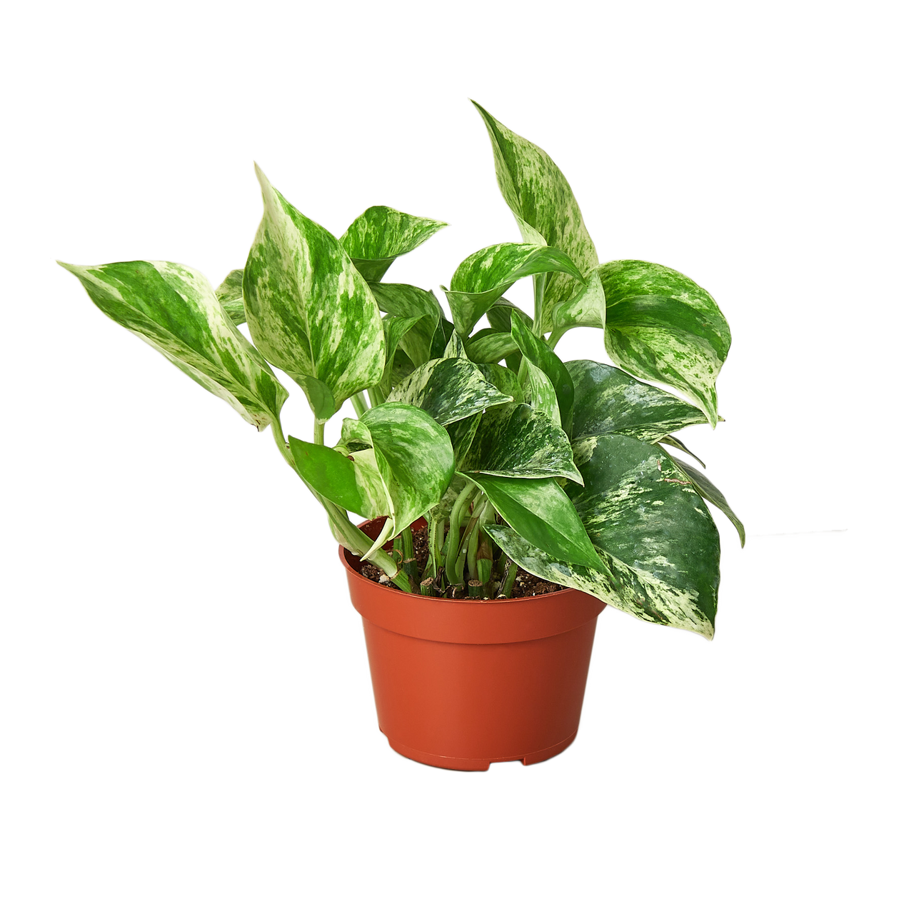 Mountain Crest Gardens Pothos