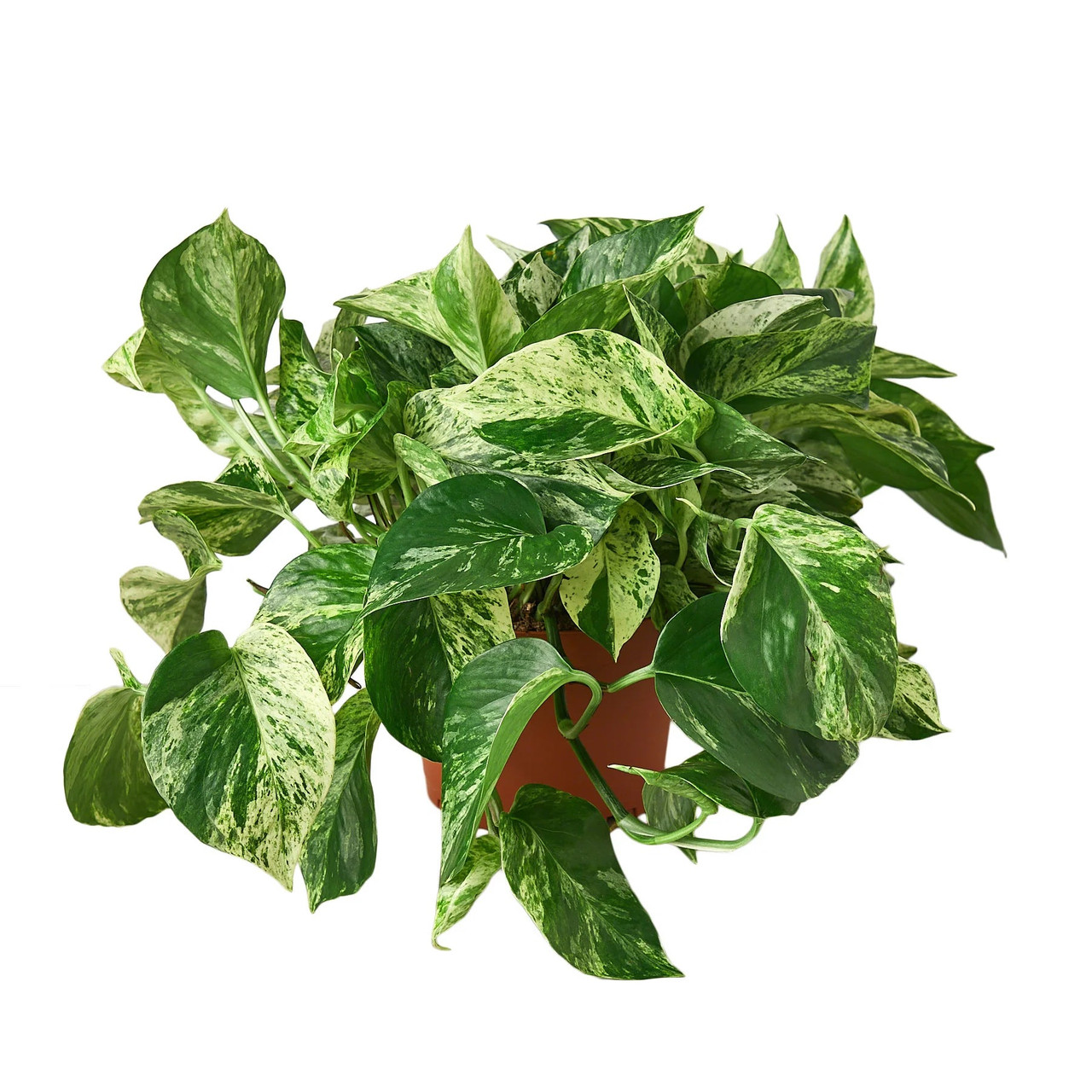 Mountain Crest Gardens Pothos - Thumbnail 5