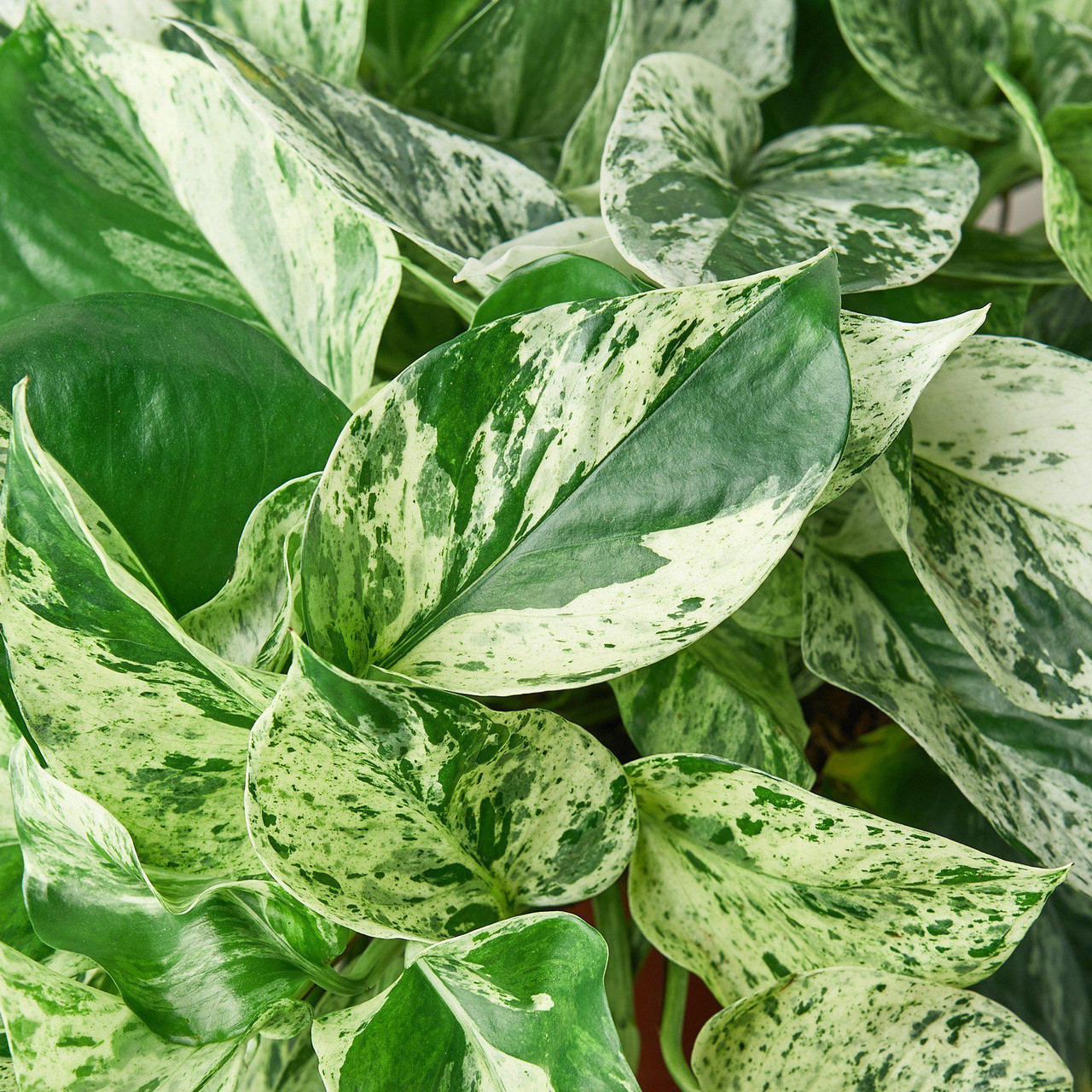 pothos soil mix recipe POTHOS Soil Mix - Houseplant Growing Medium