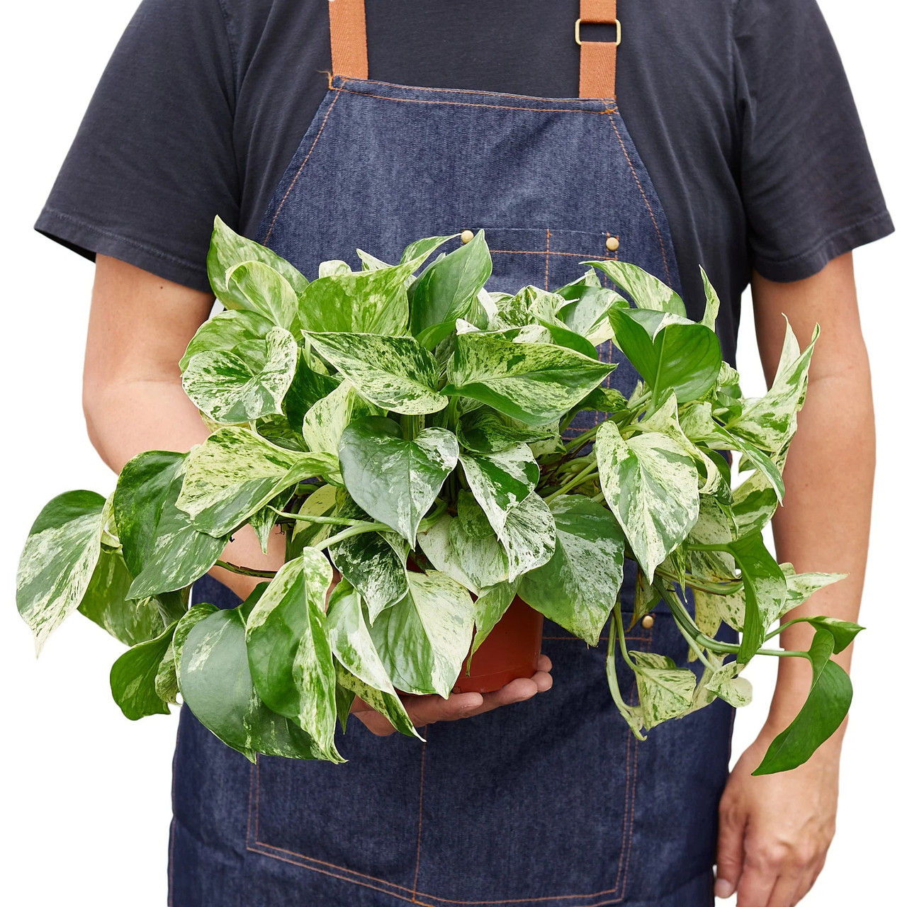 Pothos 'Marble Queen' - Mountain Crest Gardens