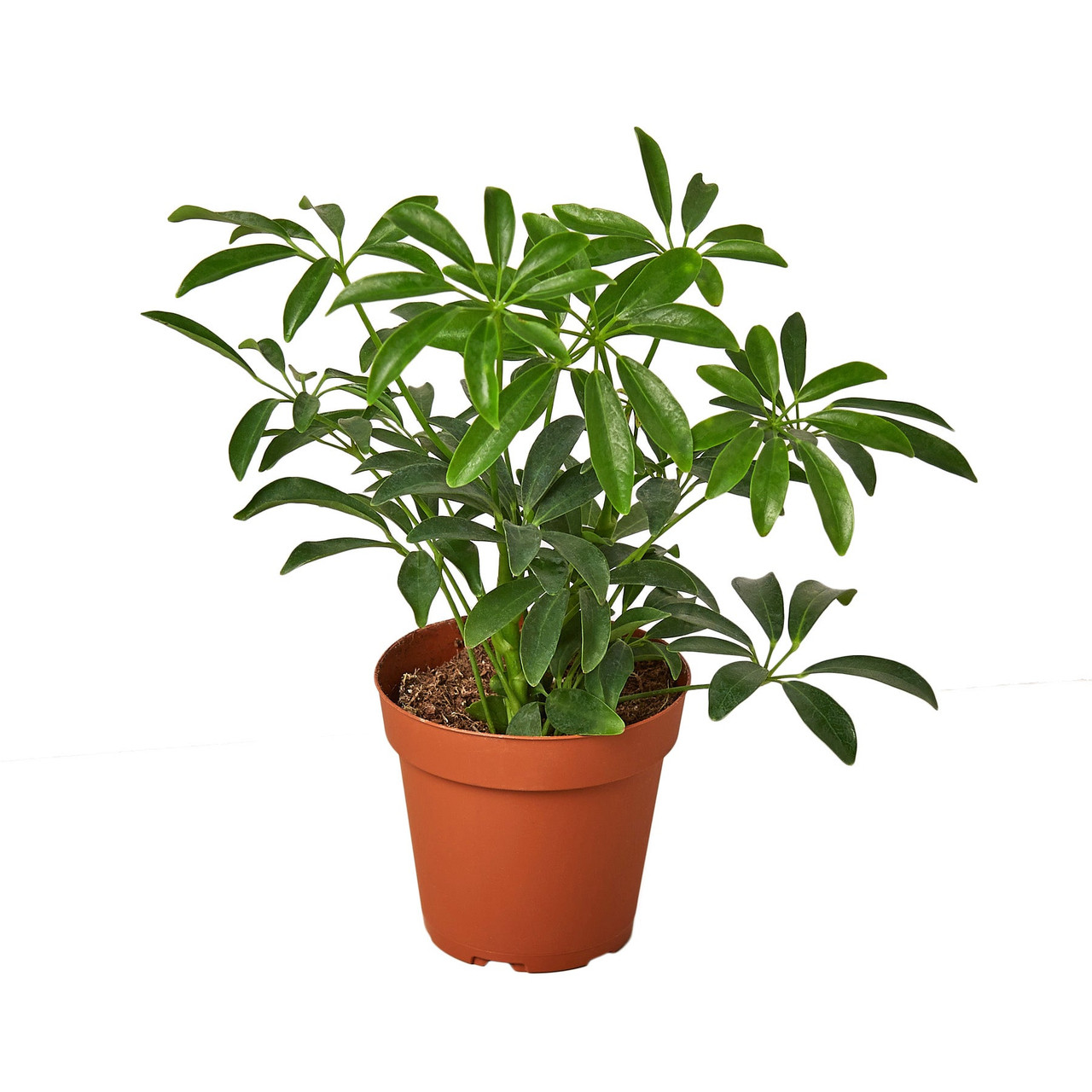 calathea rufibarba bewegt sich Calathea rufibarba – Jungle Leaves