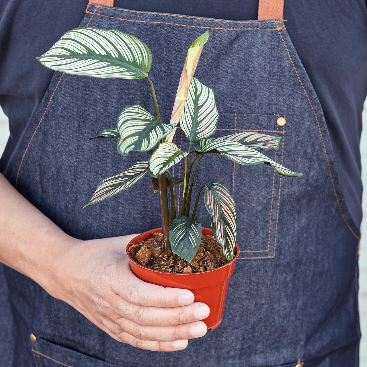 Calathea 'White Star' - Mountain Crest Gardens