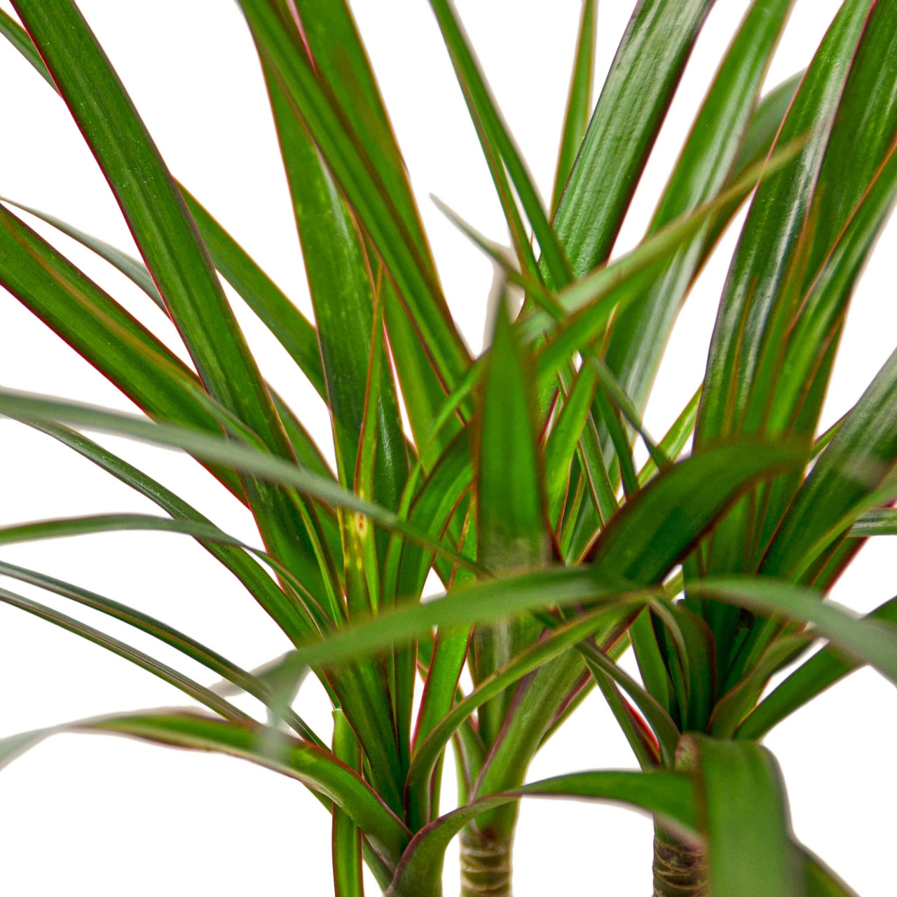 Dracaena Marginata Cane - Mountain Crest Gardens