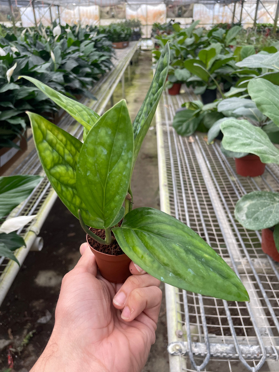 Monstera 'Peru' | 4" Pot