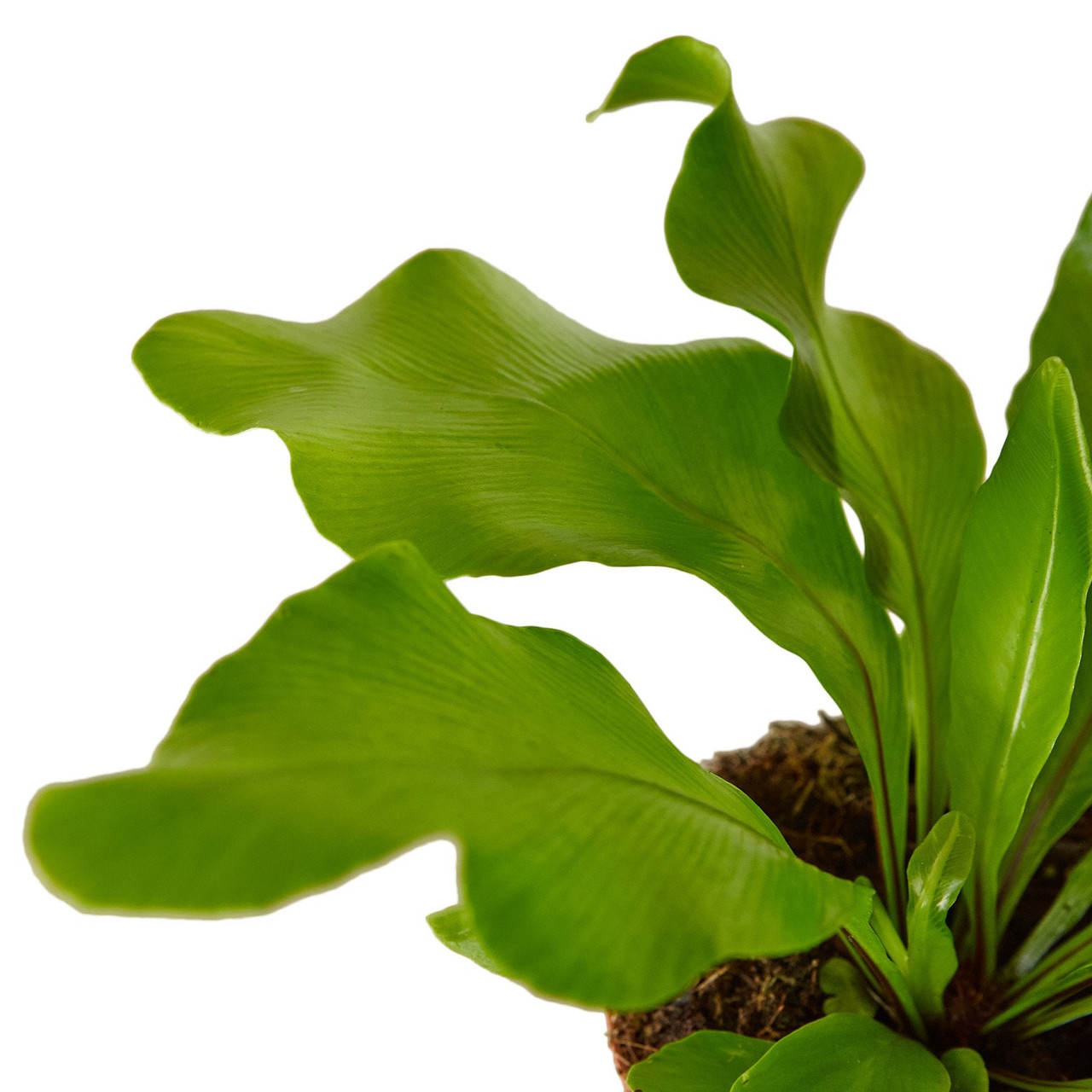 plant chain hanger Leather Plant Hammock main image 0