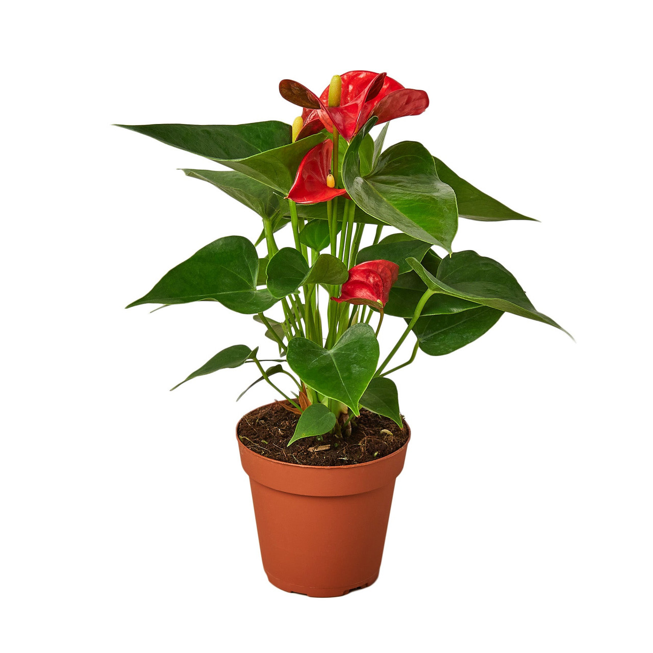 Anthurium 'Red' - Mountain Crest Gardens