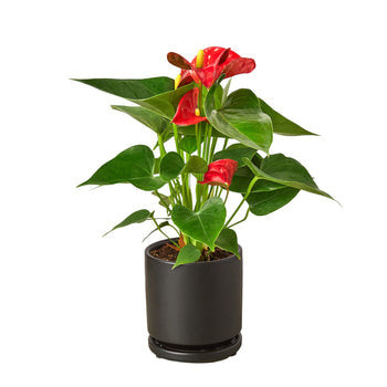 Anthurium 'Red' - Thumbnail 3