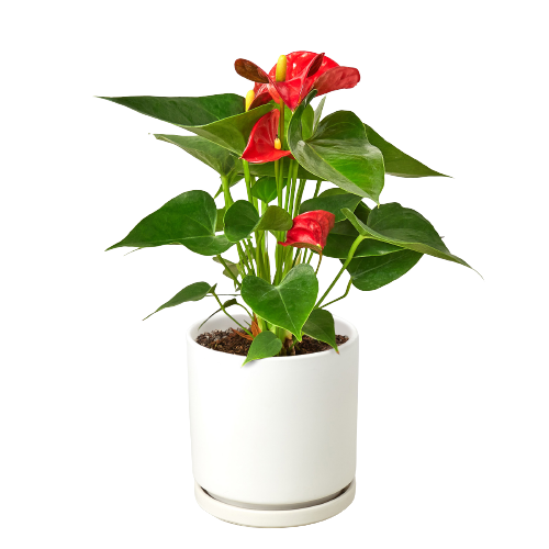Anthurium 'Red' - Mountain Crest Gardens