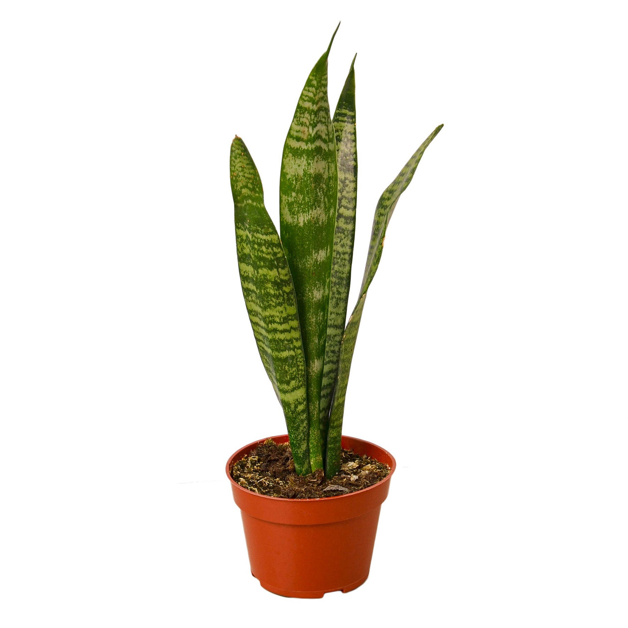 Snake Plant 'Zeylanica' - Mountain Crest Gardens