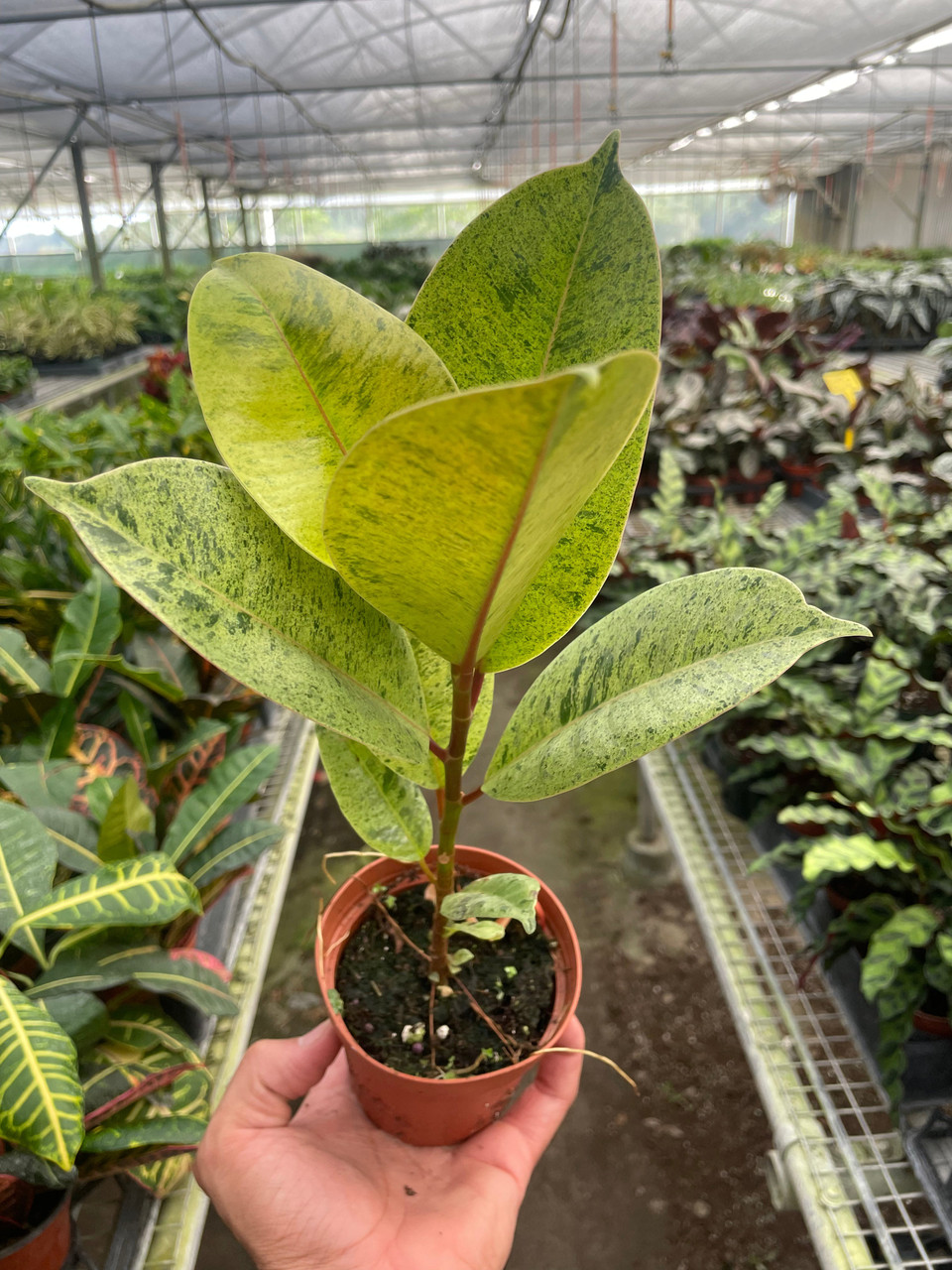 epipremnum variegata Epipremnum pinnatum 'variegata' (9cm Topf) — Ecuagenera Europe GmbH main image 1
