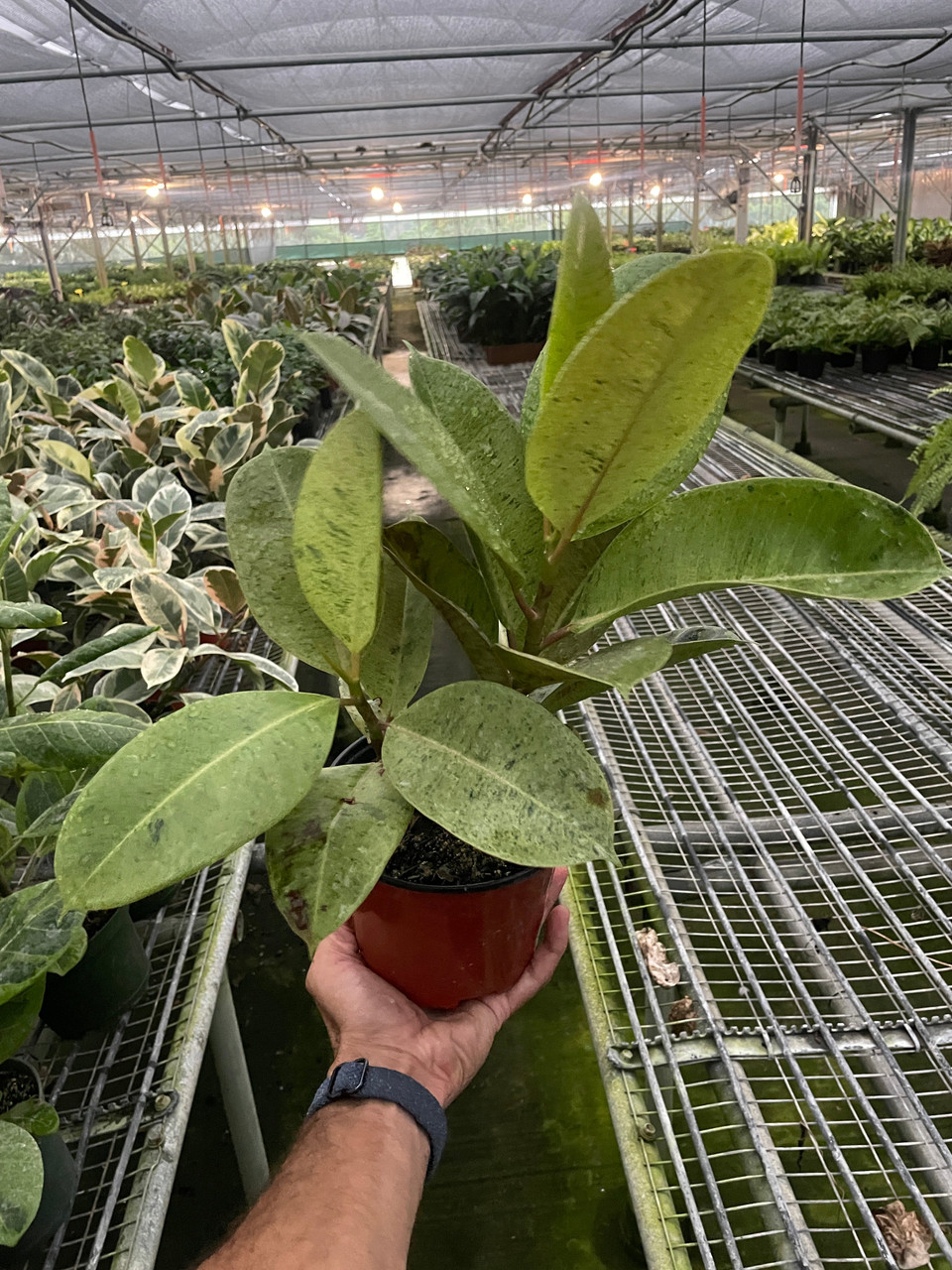 Ficus Shivereana (Ficus Moonshine) 6