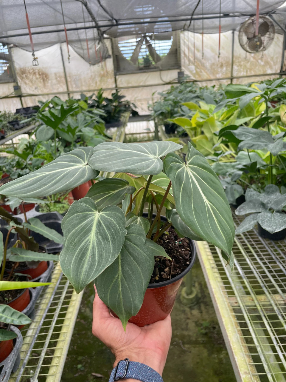 Philodendron Gloriosum 'Zebra' - Mountain Crest Gardens