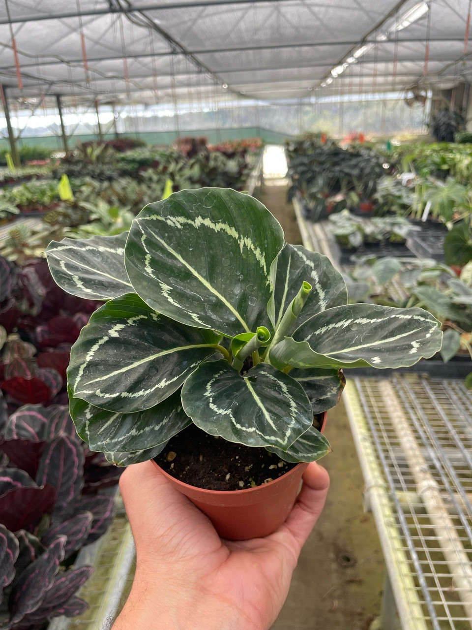 Calathea 'Green Goddess' - Mountain Crest Gardens