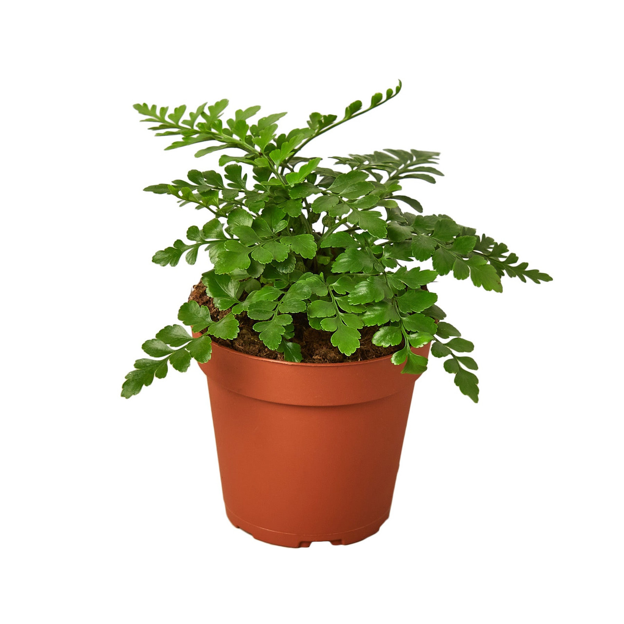 Austral Gem Fern - Mountain Crest Gardens