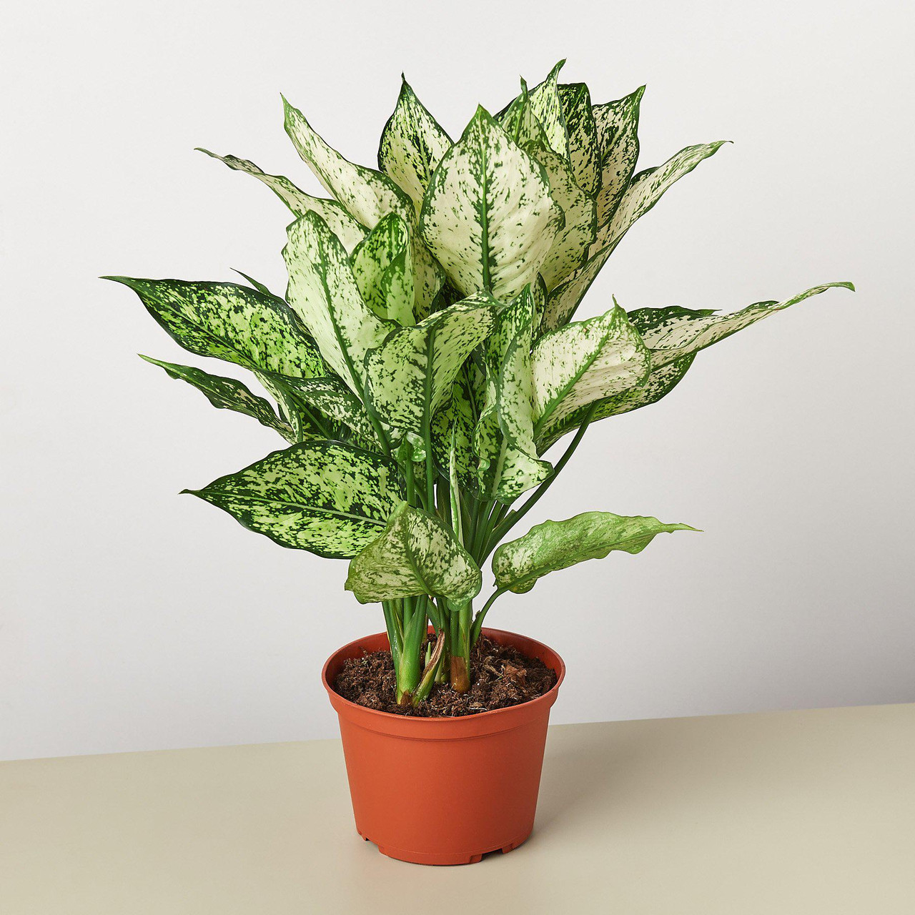 Mountain Crest Gardens Chinese Evergreen